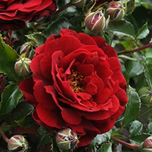 Rosa  Draga™ - czerwony  - róże rabatowe polianty